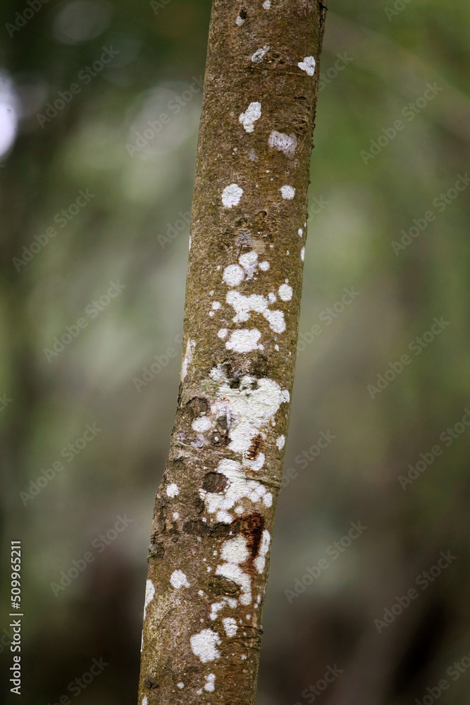 Wooden Bark in the garden , Close up Texture Wooden Bark in the garden , Close up Texture