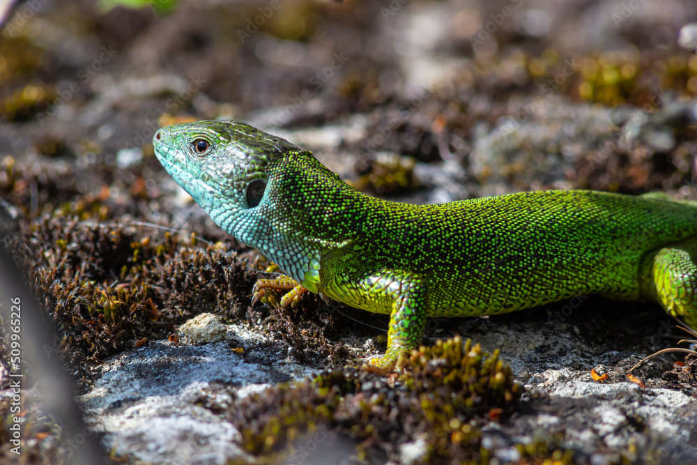 Green lizard, Lacerta viridis, is a species of lizard of the genus Green lizards. Lizard on the stone Green lizard, Lacerta viridis, is a species of lizard of the genus Green lizards. Lizard on the stone