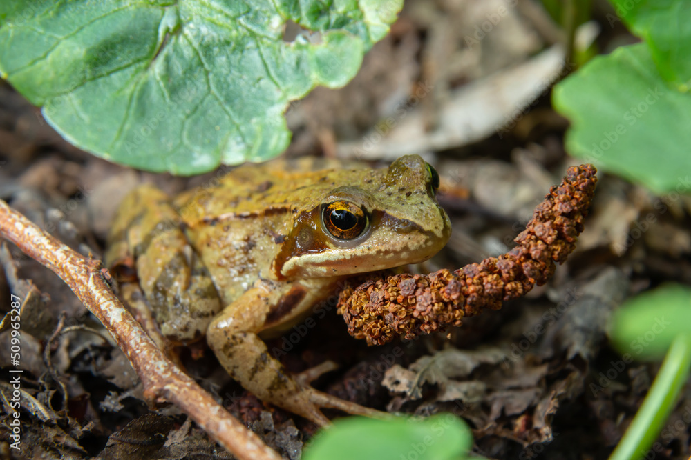 Fototapeta premium Frog sitting in ambush on green moss. Its a spring frog, Rana dalmatina. In the Spring Forest
