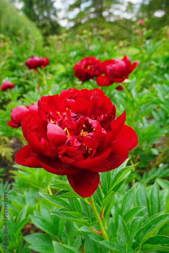 Flowering peonies (Paeonia) - in the garden. Beautiful blooming peonies - beautiful green areas of the city Flowering peonies (Paeonia) - in the garden. Beautiful blooming peonies - beautiful green areas of the city