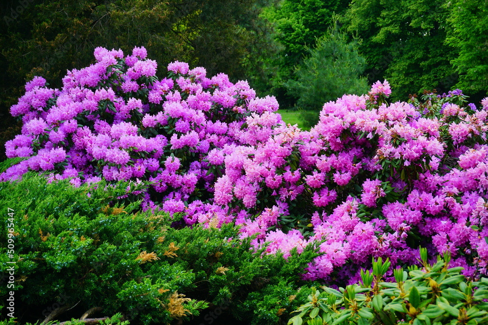Azalea , blooming rhododendron , - beautiful flowering decorative shrubs Azalea , blooming rhododendron , - beautiful flowering decorative shrubs