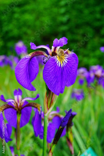 Iris flower - decorative flower in the garden and in the meadow 