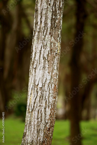 Fototapeta Naklejka Na Ścianę i Meble -  Wooden Bark in the garden , Close up Texture