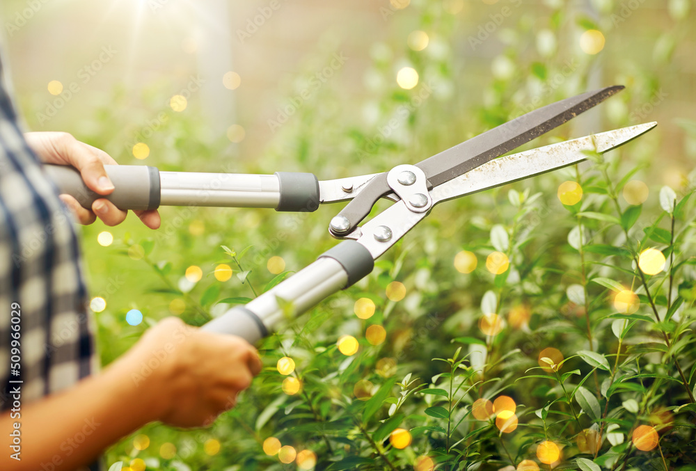 Obraz premium gardening and people concept - woman with pruner or pruning shears cutting branches at summer garden
