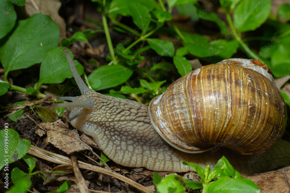 Helix pomatia also Roman snail, Burgundy snail, edible snail or escargot, is a species of large, edible, air-breathing land snail, a terrestrial pulmonate gastropod mollusk in the family Helicidae Helix pomatia also Roman snail, Burgundy snail, edible snail or escargot, is a species of large, edible, air-breathing land snail, a terrestrial pulmonate gastropod mollusk in the family Helicidae