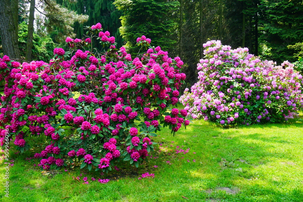 Azalea , blooming rhododendron ,  - beautiful flowering decorative shrubs