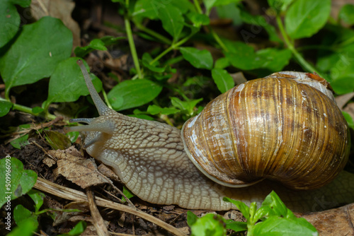 Helix pomatia also Roman snail, Burgundy snail, edible snail or escargot, is a species of large, edible, air-breathing land snail, a terrestrial pulmonate gastropod mollusk in the family Helicidae