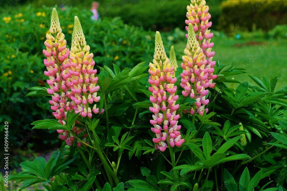 Obraz premium Blooming Lupine flowers - Lupinus polyphyllus - garden or fodder plant 