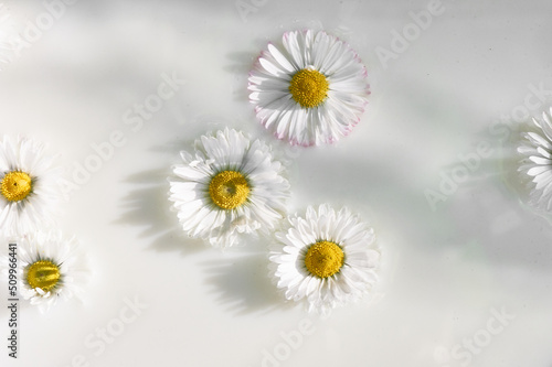 Chamomile in milk water. Herbal treatment and baths. Care and nurturing. Soothing  anti-inflammatory. Abstract background