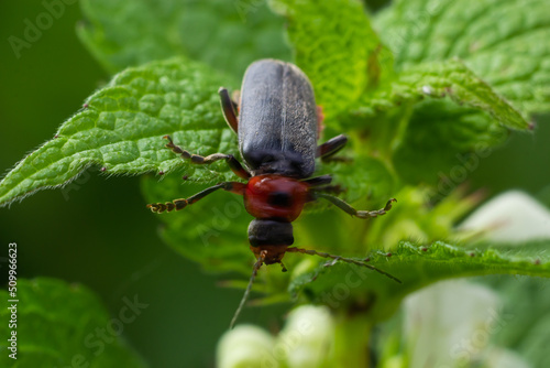 Beetle cantharis fusca sits on a leaf of grass in early summer