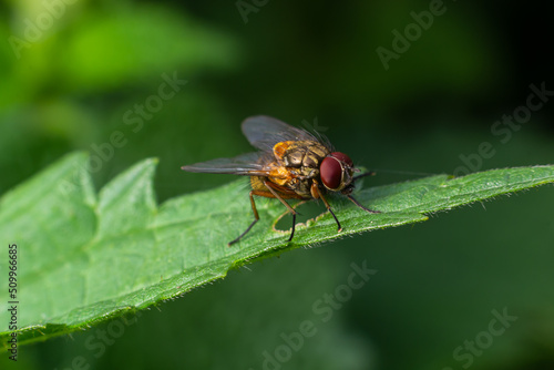 Mydaea corni A large brown fly living in moist stands on the edge of spruce forests © Oleh Marchak