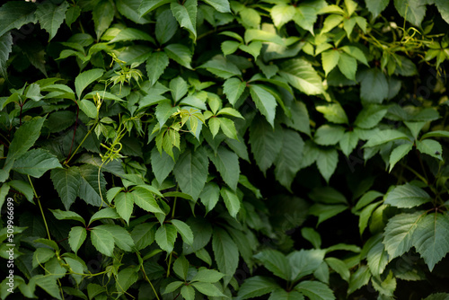 Leafy green texture Fototapet