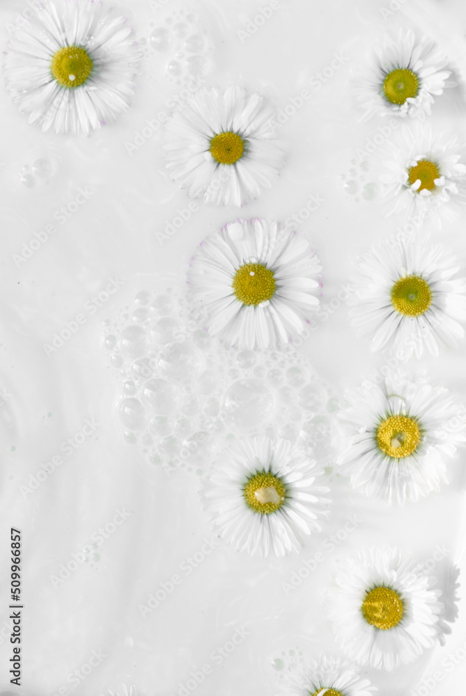Chamomile in milk water. Herbal treatment and baths. Care and nurturing. Soothing, anti-inflammatory. Abstract background Chamomile in milk water. Herbal treatment and baths. Care and nurturing. Soothing, anti-inflammatory. Abstract background