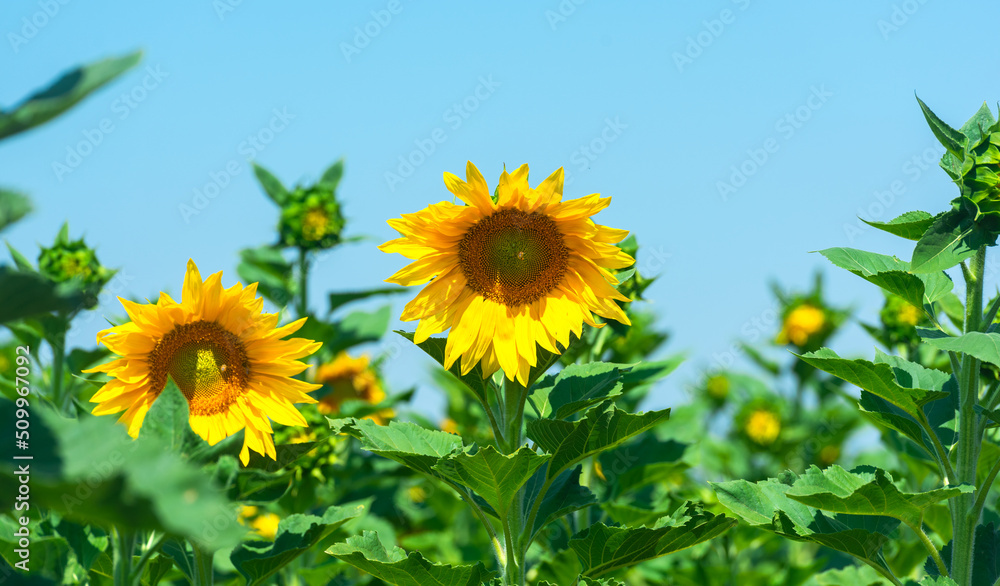 Blooming field of yellow Common Sunflowers in Israel. Blooming field of yellow Common Sunflowers in Israel.