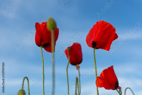 Poppies red flowers blue sky  bright sunny summer landscape. A poppy field on a clear spring day. Colorful natural background for wallpapers  postcards  websites. Juicy flowers stretch up. Copy space