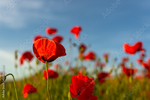 Poppies red flowers blue sky  bright sunny summer landscape. A poppy field on a clear spring day. Colorful natural background for wallpapers  postcards  websites. Juicy flowers stretch up. Copy space