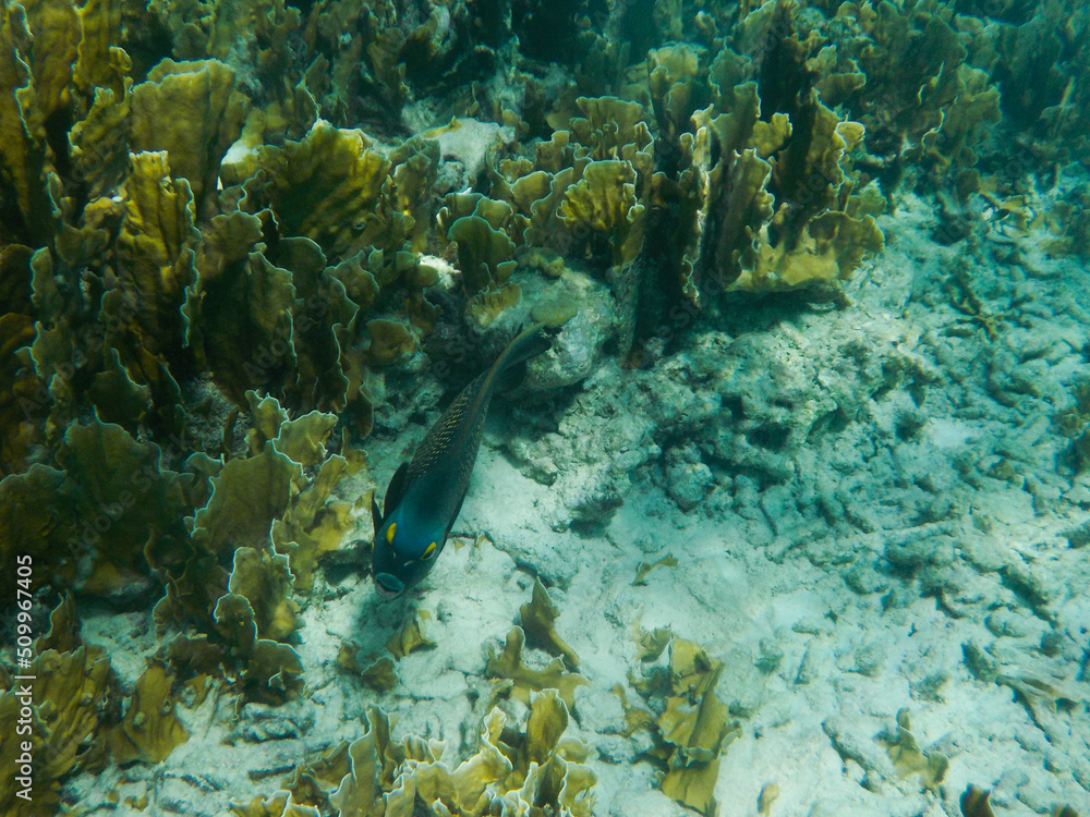 Fototapeta premium French angelfish between coral reefs in the Caribbean sea.