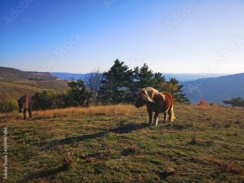 Socerb Horses