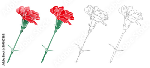 カーネーション　type 2