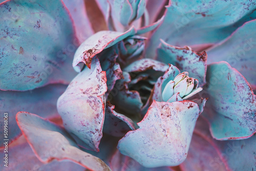 Colorful close up of an echeveria afterglow