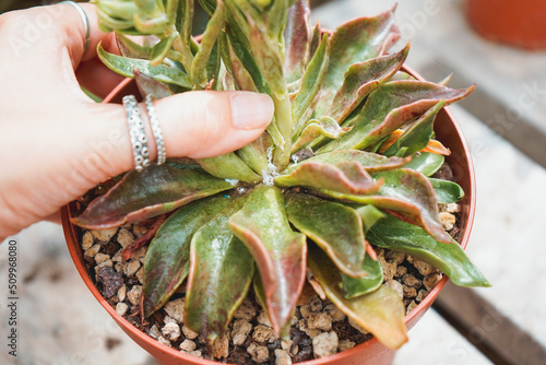 Obraz na płótnie Diseased echeveria plant affected with mealybugs w salonie