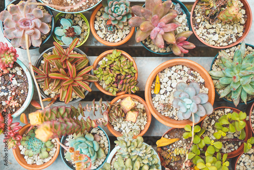 Huge collection of exotic succulent plants