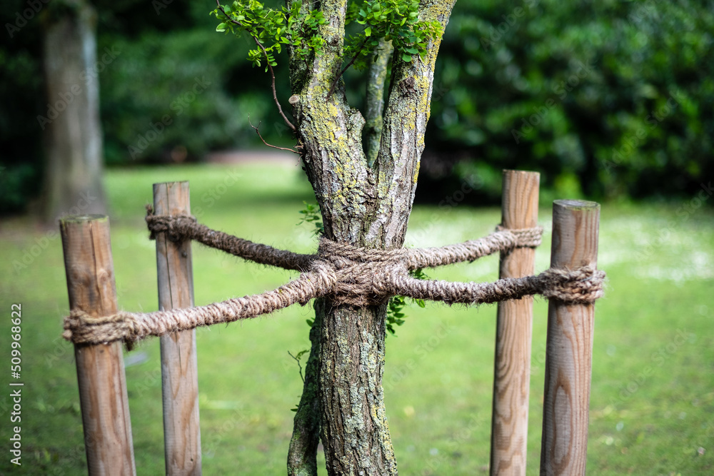 Sicherung eines Baumes mit vier Seilen in einem Park in Düsseldorf Sicherung eines Baumes mit vier Seilen in einem Park in Düsseldorf
