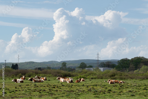 Cows rest in pasture against cumulonimbus cloud, cattle farming in free range, weather changing