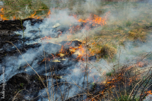 Burning old dry grass. Tongues red flame and burning dry yellowed grass in smoke © Oleh Marchak