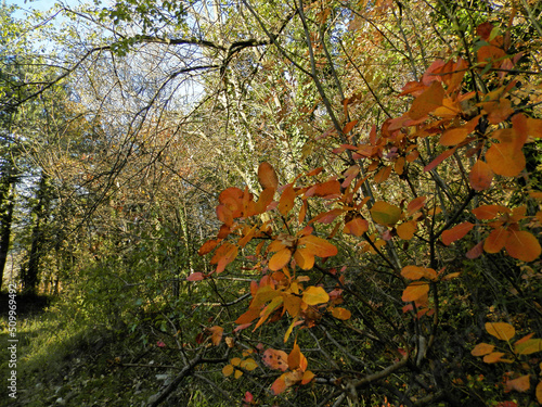 Socerb Nature Forest