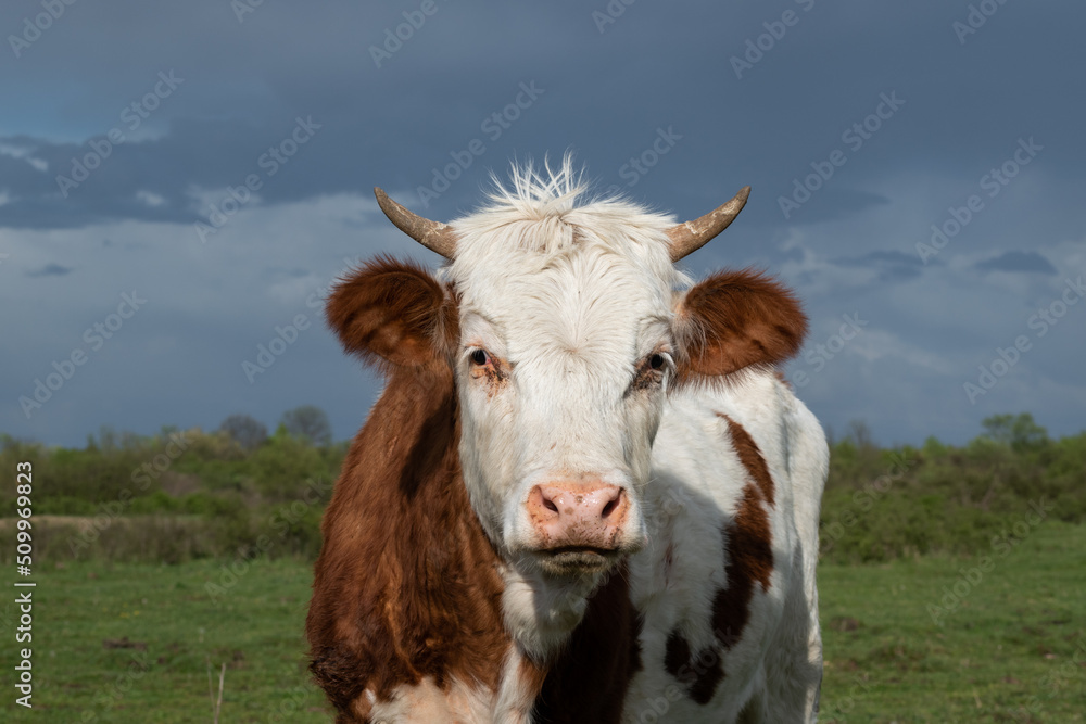 Close up of cow staring toward camera, animal in pasture against dark cloud