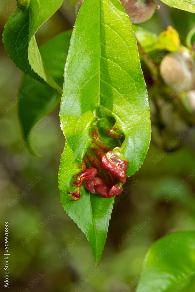Detail of peach leaves with leaf curl, Taphrina deformans, disease. Leaf disease outbreak contact the tree leaves Detail of peach leaves with leaf curl, Taphrina deformans, disease. Leaf disease outbreak contact the tree leaves