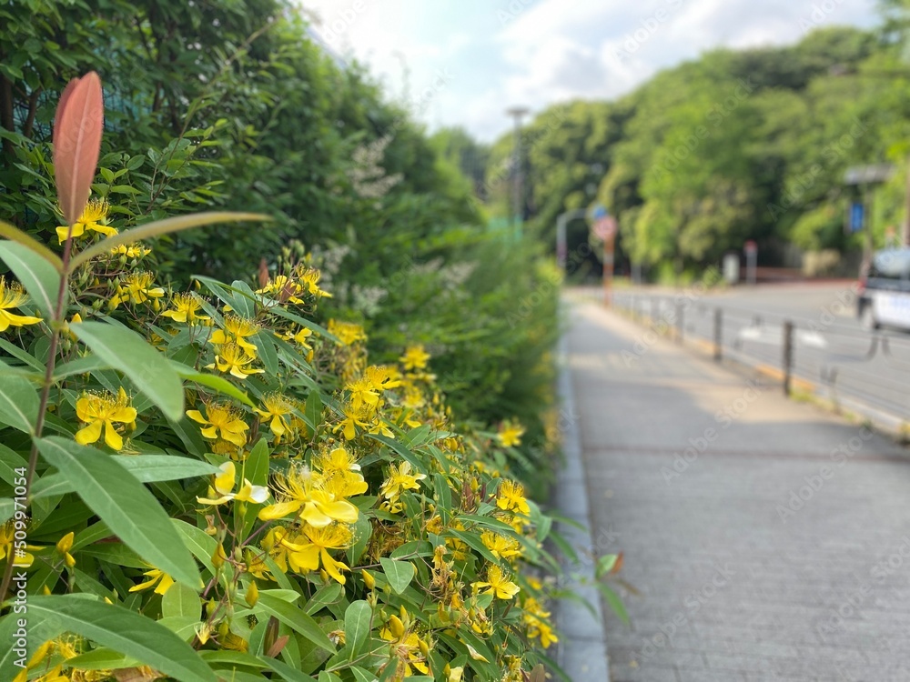 Obraz premium Street of Ueno Tokyo Japan downtown sunny summer day with yellow blossoms on the sidewalk, year 2022 June 10th
