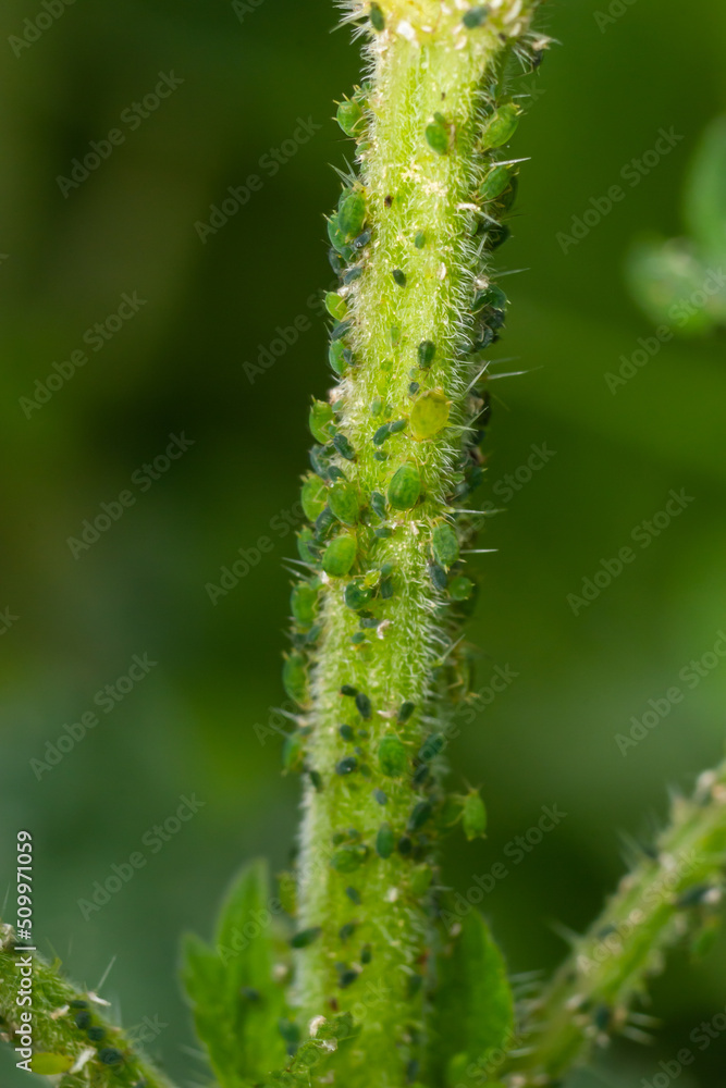 Aphids curled foliage, close up Leaf curled on cherry tree, Prunus sp, caused by Black cherry aphid, black cherry aphid attack under side of leaves