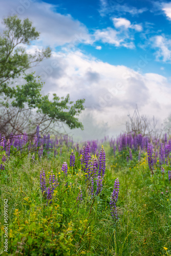 purple lupine field blooming in the fog. beautiful summer nature scenery in the morning. cloudy sky