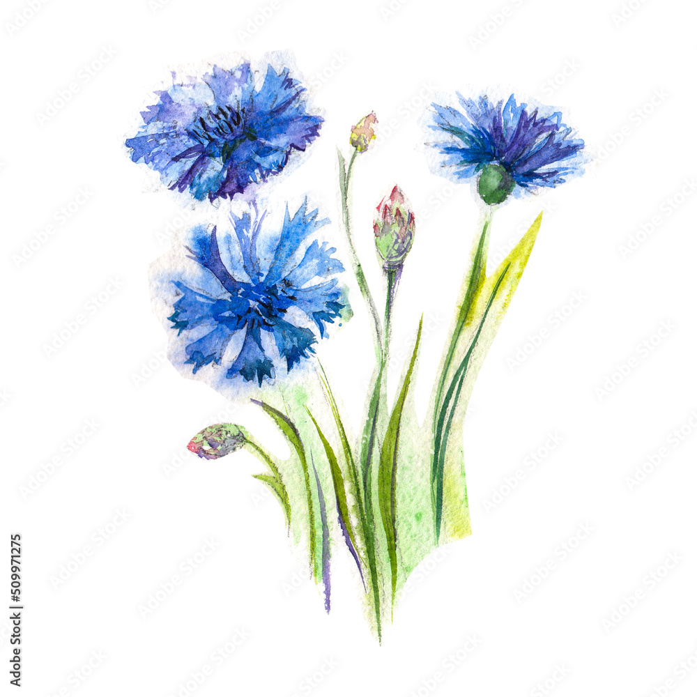 Blue Cornflower Herb or bachelor button flower bouquet isolated on white background.