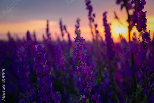 Delphinium sunset field. Beautiful summer purple flowers. Colorful background in the rays of the setting sun. The concept of summer  heat. Wild wildflowers  a poisonous plant. Blurred background  sun