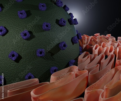 Endoplasmic Reticulum and the cell nucleus 3d rendering photo