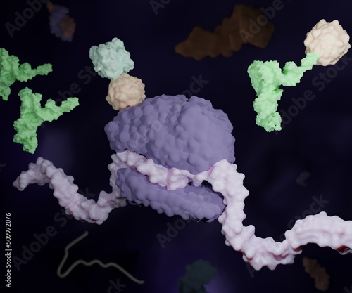 The translation of a nucleotide (DNA or RNA) sequence to a protein sequence 3d rendering. photo