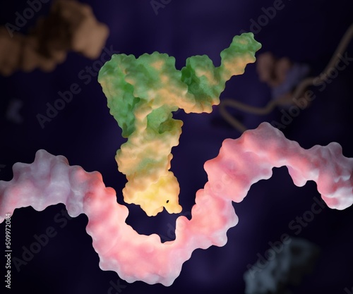 Tableau sur toile Transfer RNA (abbreviated tRNA and formerly referred to as sRNA, for soluble RNA