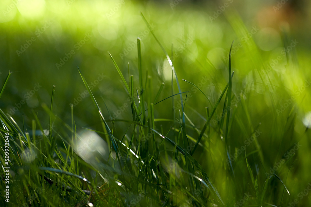 nature and flora concept - close up of green grass in summer