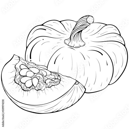 Still Life with whole and quarter of a pumpkin. Vector illustrations in hand drawn sketch doodle style. Line art botanical food isolated on white. Close up element for coloring book, design, print.