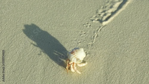 Maldives - Land Hermit Crab on the beach. 4K Video. photo