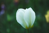 White macro tulip garden background, growing fresh flowers