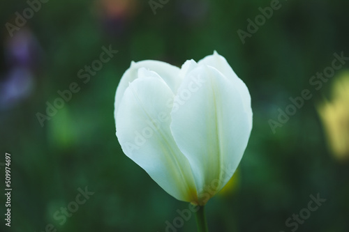 White macro tulip garden background, growing fresh flowers