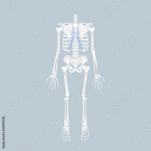 anatomy of human bone skeleton, internal organs body part orthopedic health care, vector illustration cartoon flat character design