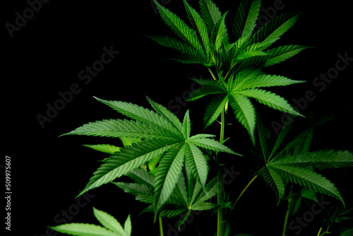 marijuana  marijuana leaf with black background