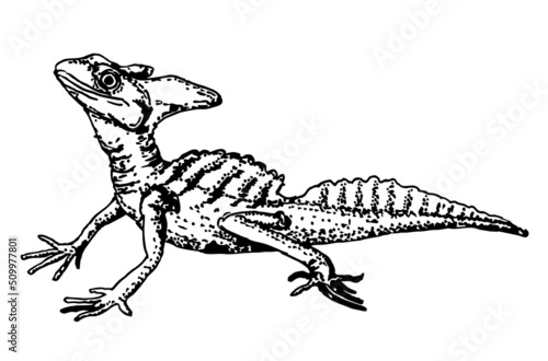 Male plumed basilisk Basiliscus plumifrons Vector sketch drawing illustration of crested basilisk or green basilisk or Jesus Christ lizard isolated on white background. Reptile.