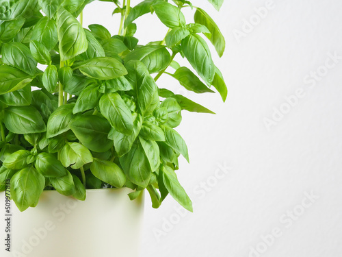 Basil in a white pot  white background  macro
