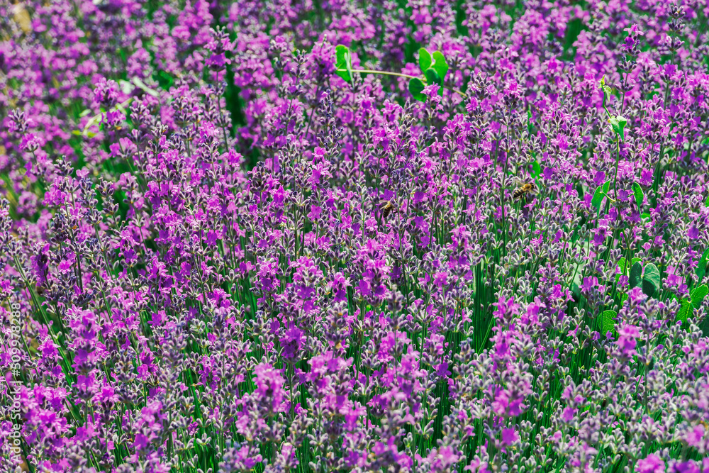 Lavender field with magenta colors. Day view close up focus on blooming Lavandula flowers with violet bushes and bees on an agricultural terrain in Chalkidiki, Greece.